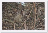 18TarangirePMGameDrive - 34 * Crested Francolin.